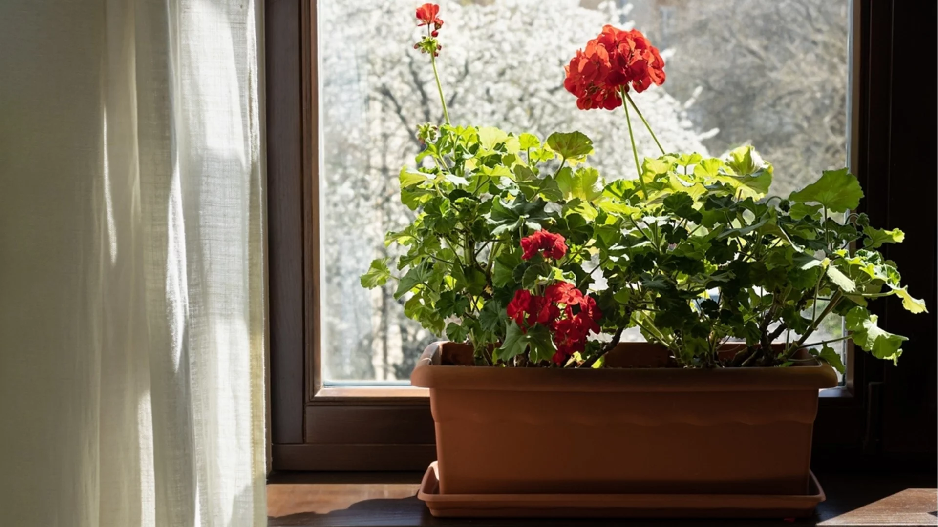 Трябва ли да торим мушкатото през януари или не