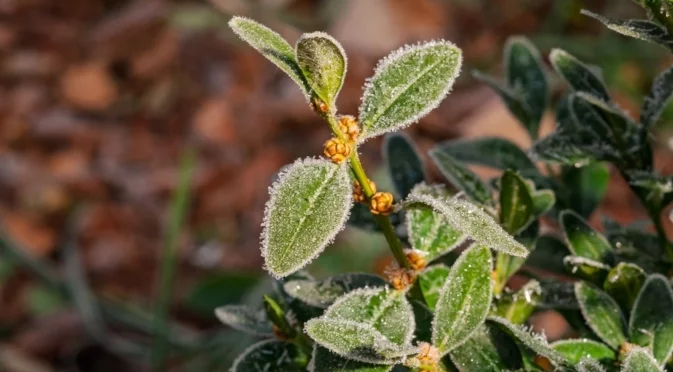 Какво да наблюдаваме в градината през януари, за да избегнем проблеми напролет