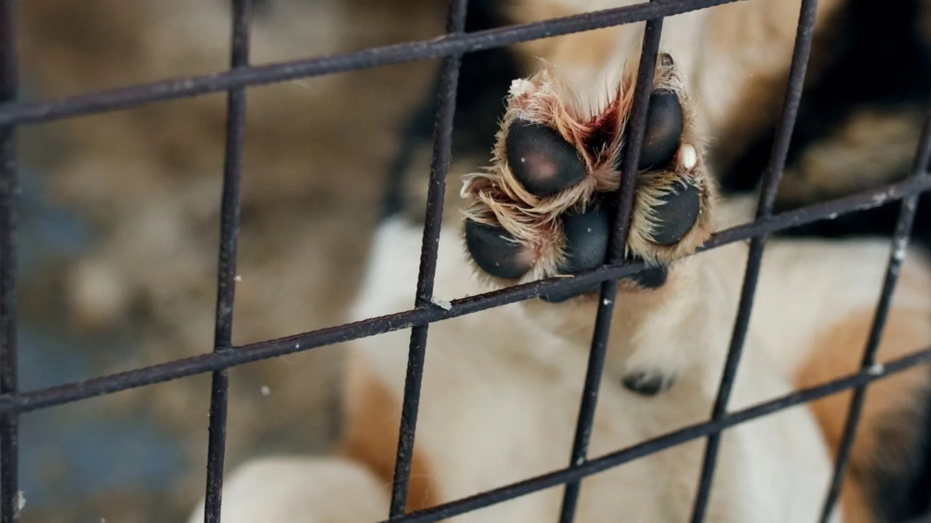 Мъж влачи куче с автомобила си