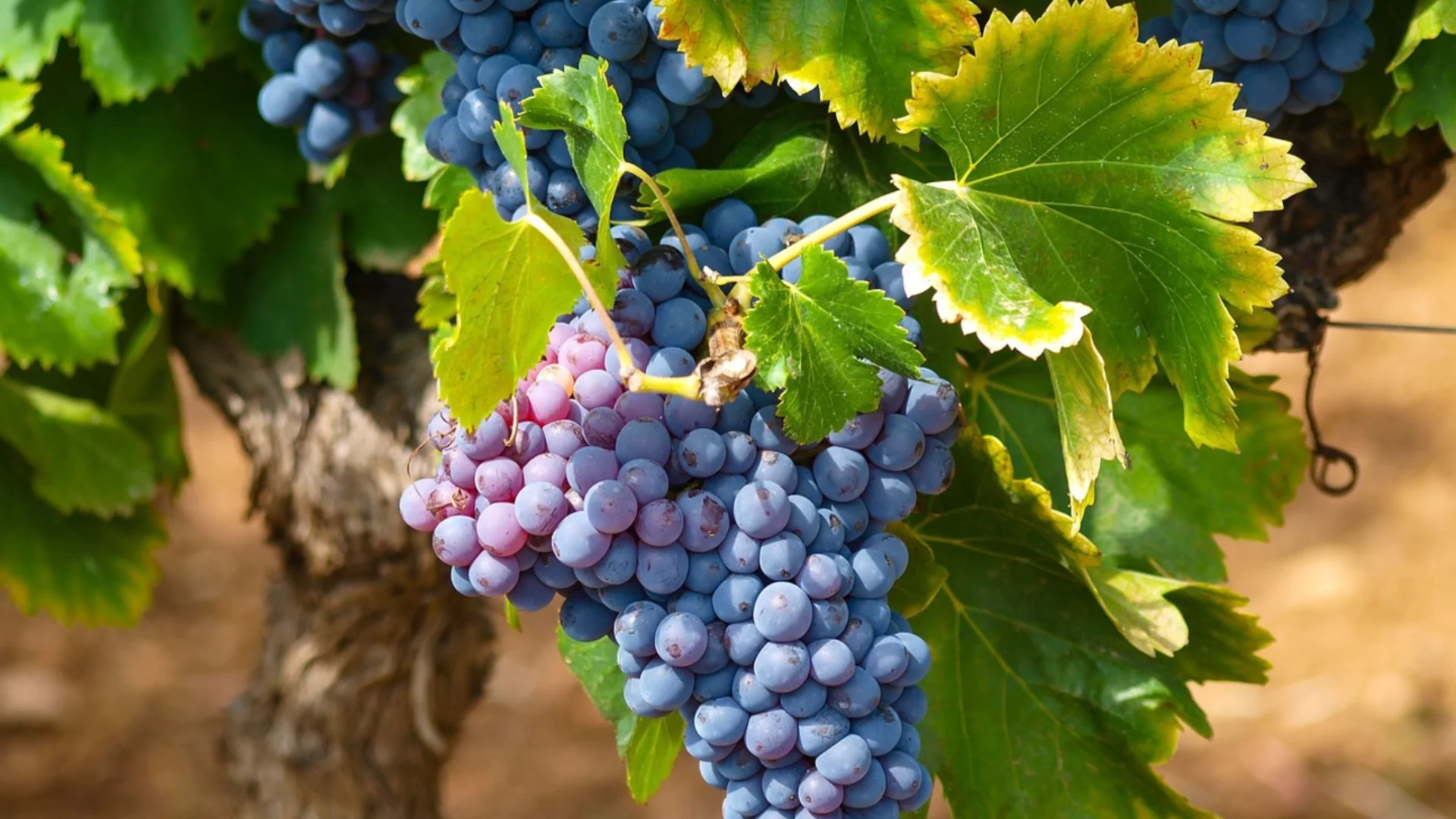 Януарска грижа за лозата: какво може и какво не бива да правим