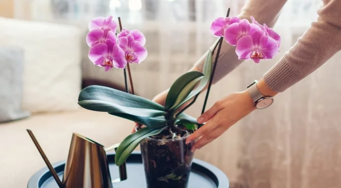 Най-честата причината орхидеята да не цъфти