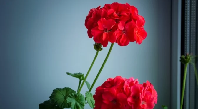 Какво да правите, ако мушкато цъфне през зимата?