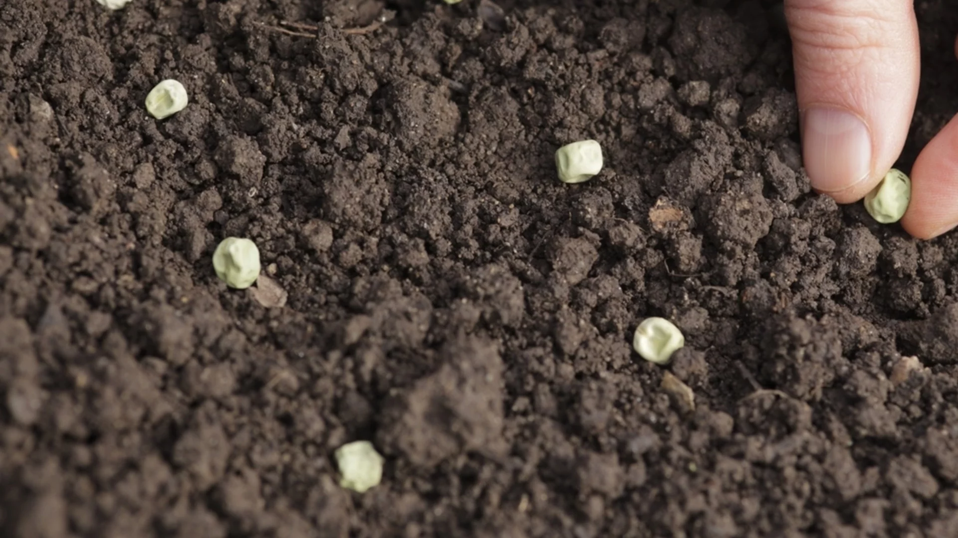 Зеленчукови семена, които трябва да засадите през януари