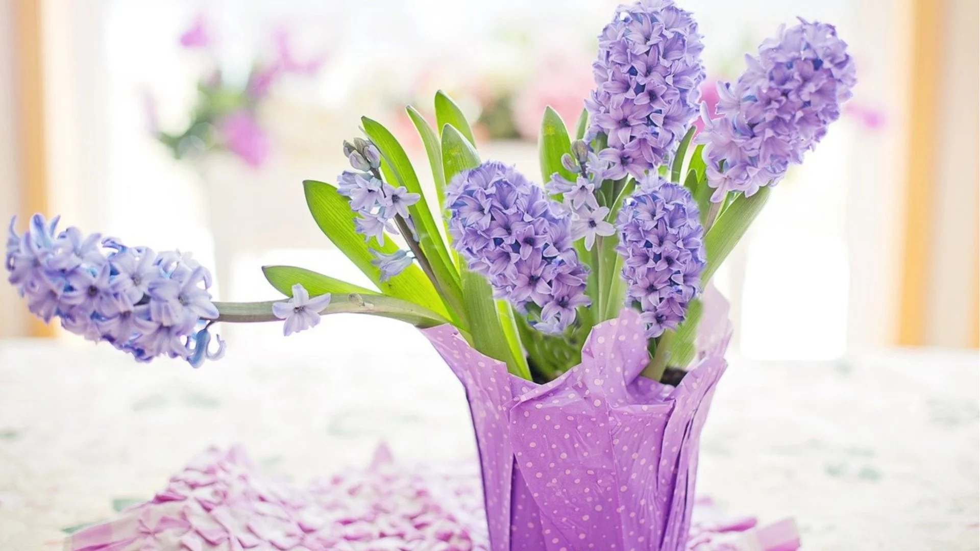 Правилно лечение на луковици от зюмбюл: Ръководство стъпка по стъпка