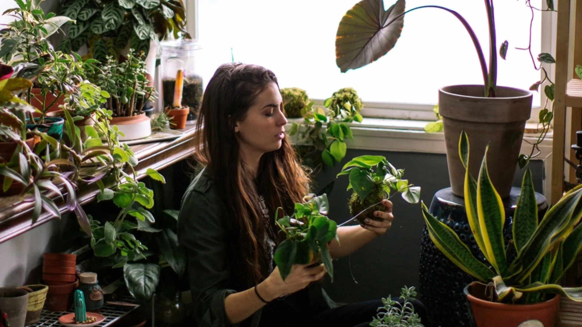 Това растение ще донесе богатство в дома ви