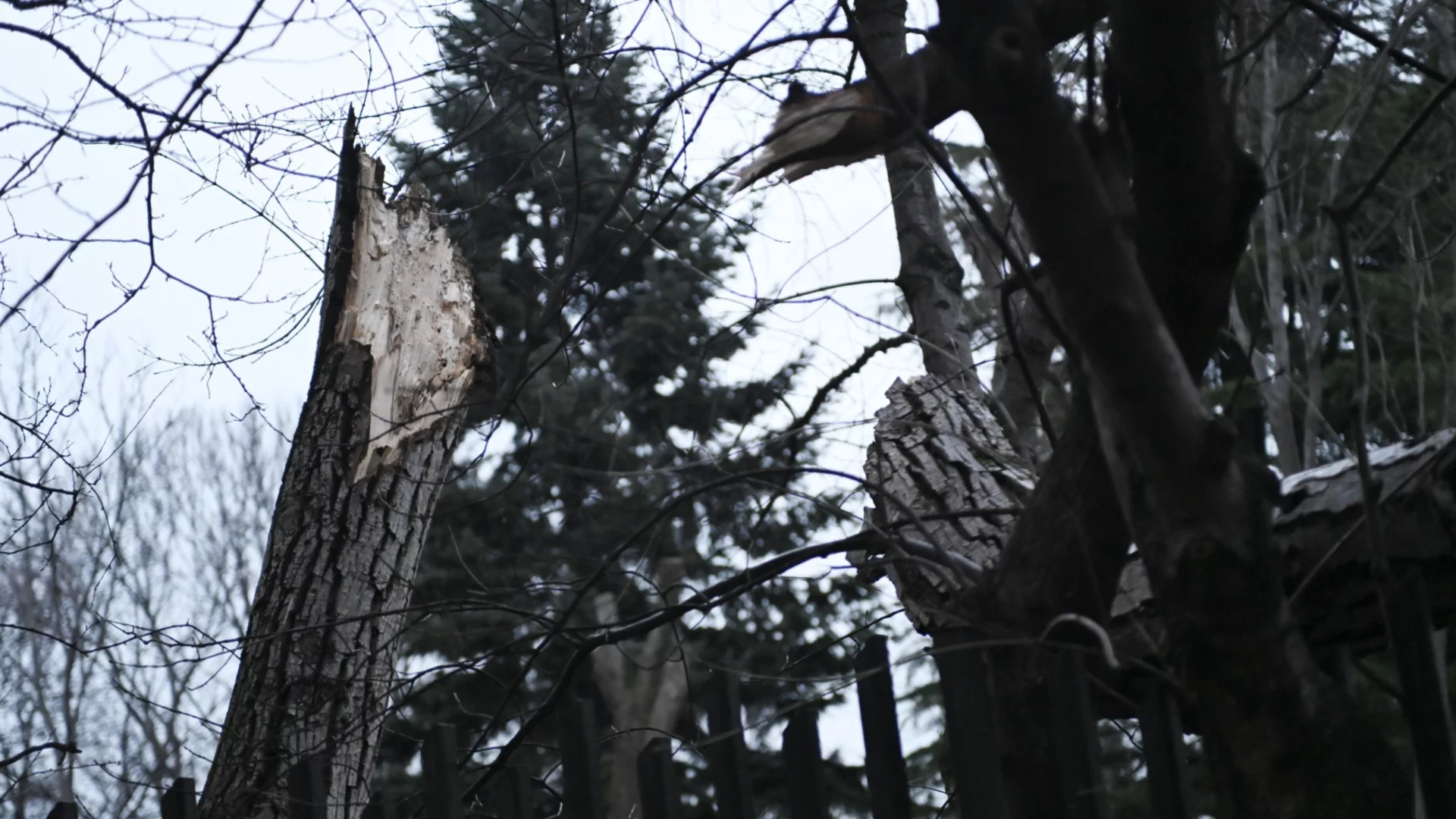 Дърво се сгромоляса върху ограда на детска градина в София (СНИМКИ)