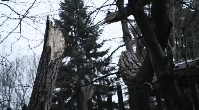 Дърво се сгромоляса върху ограда на детска градина в София (СНИМКИ)