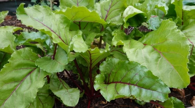 Причини за цъфтежа на ревен и защо трябва да го отрежете веднага щом се появи