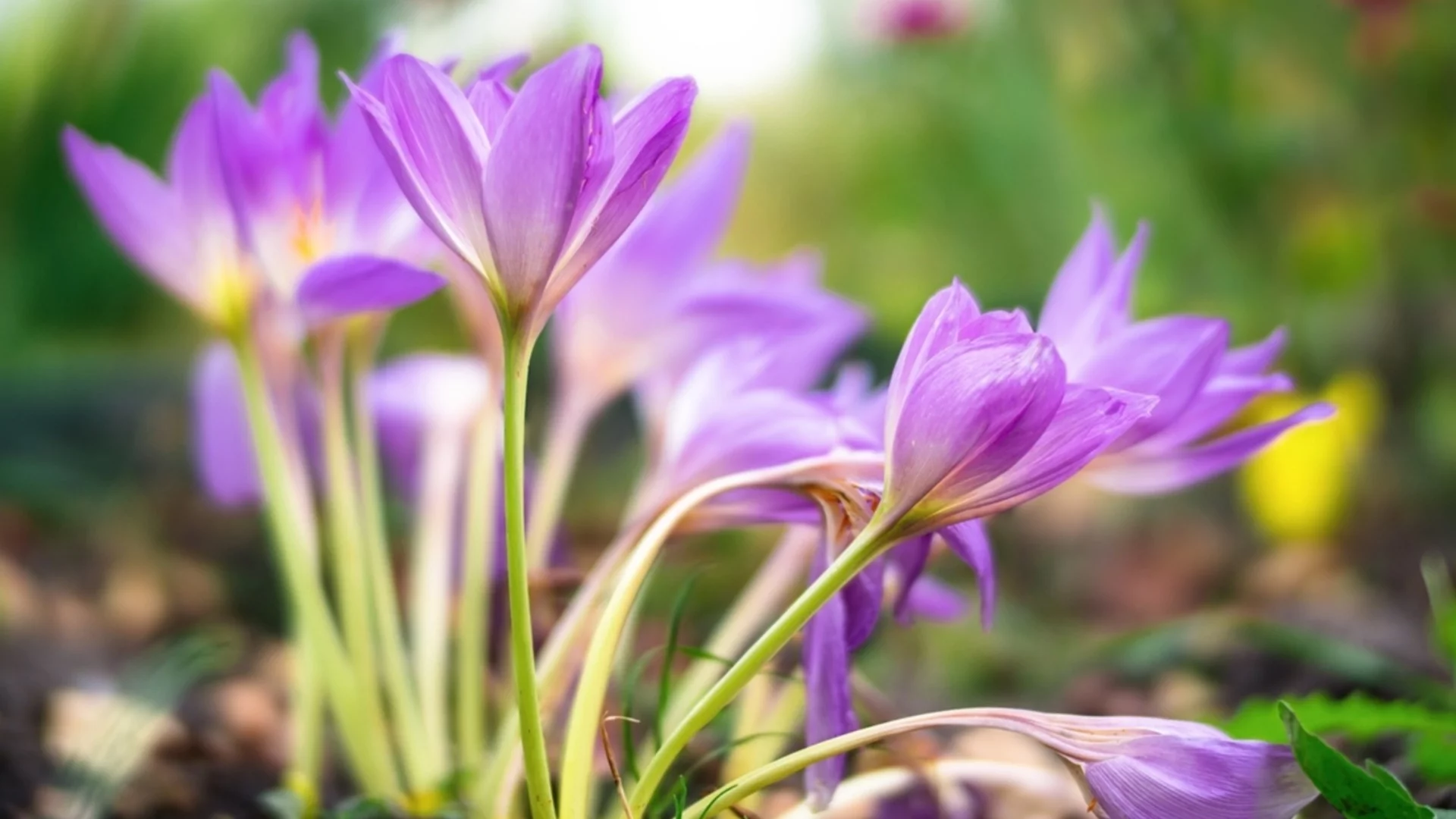 Фаталната грешка, която вероятно правите с луковиците на минзухарите