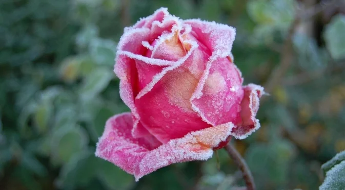 Как да подготвим и защитим розите през зимата? 