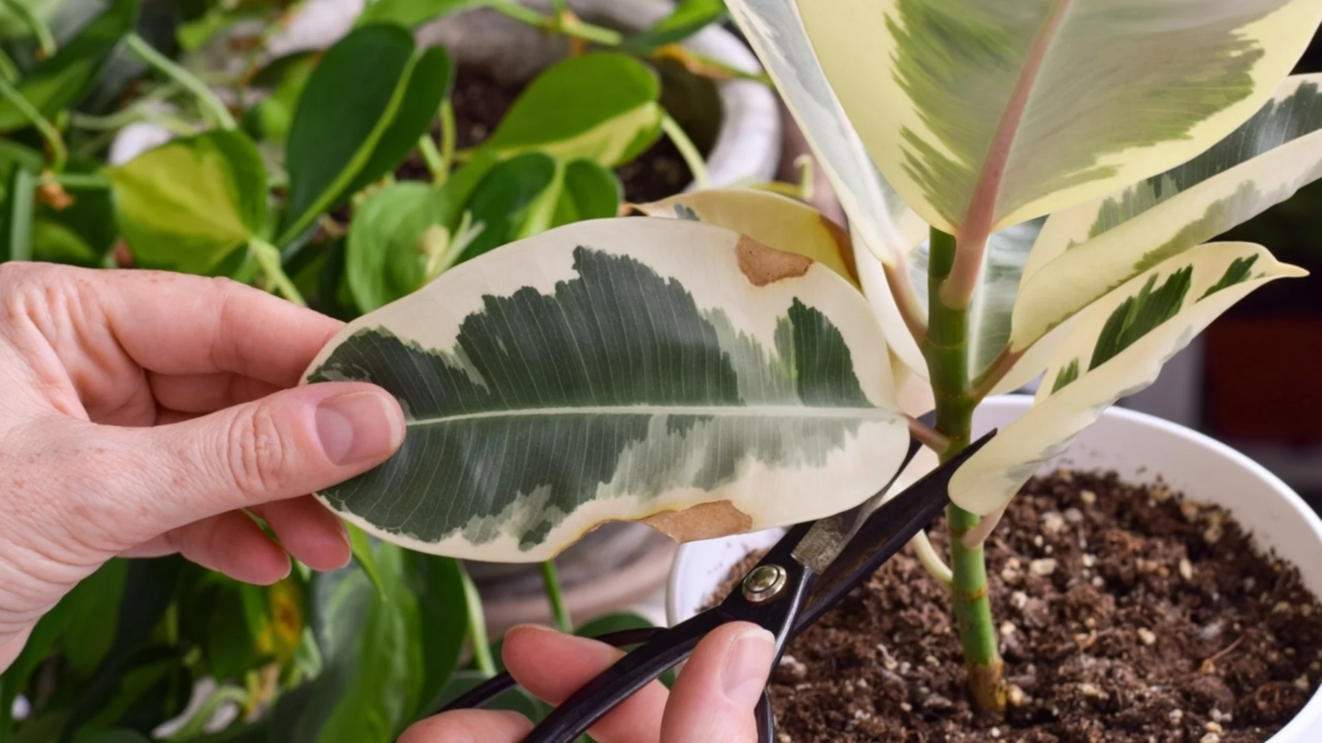 Как лесно да подмладите стар фикус