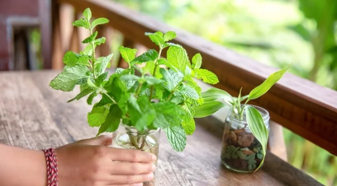 Как лесно да размножите мента във вода