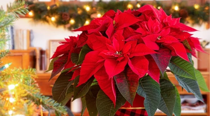 Как да се грижите за коледната звезда, за да удължите цъфтежа след празниците