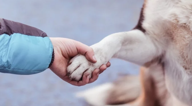 Промени, забрани и обещания: Какво очаква животните през 2026 г.