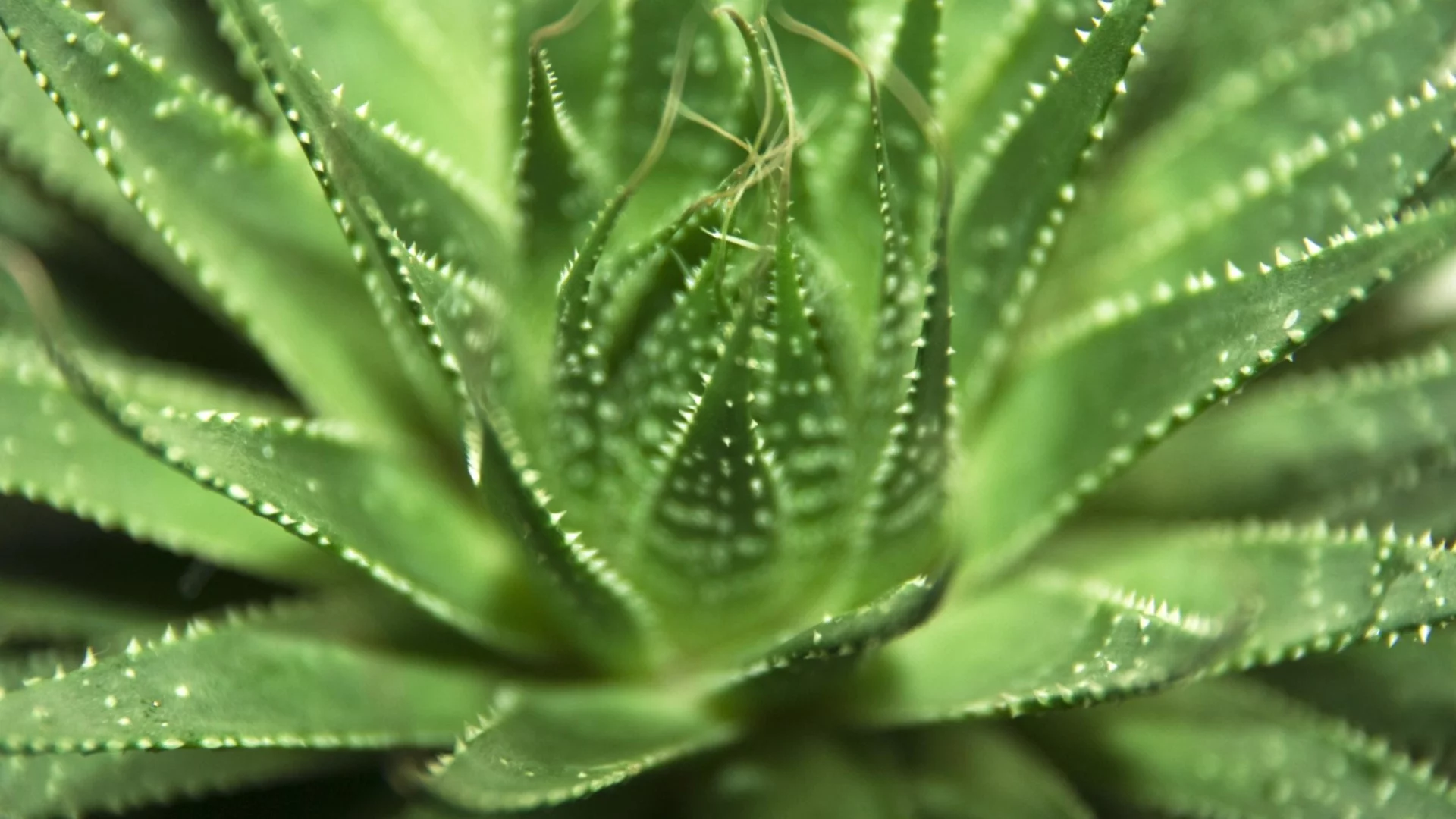 Без специални условия - ето как да размножим алое от едно листо