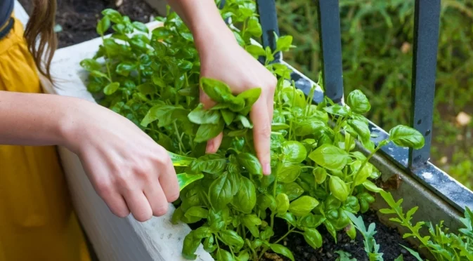 Как лесно да отгледаме босилек у дома целогодишно