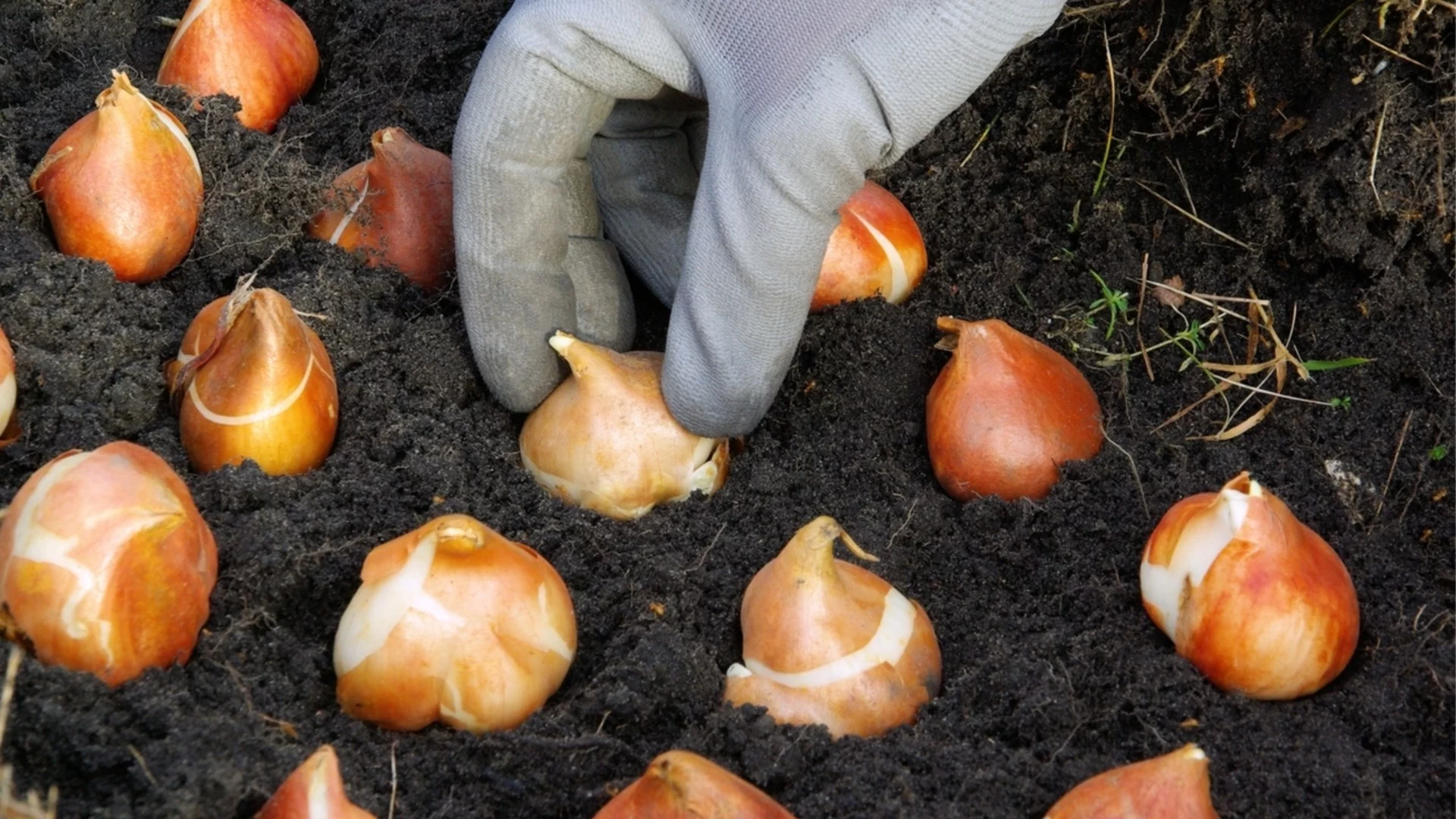 Трябва ли да изкопавате луковици за зимата? 3 лесни начина да ги презимувате