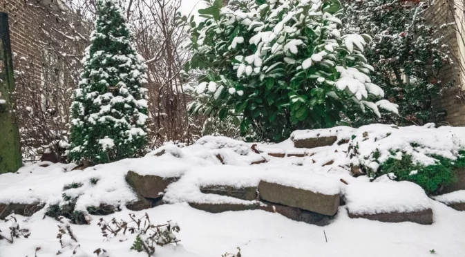 Как да защитите градината си от снеговалежите
