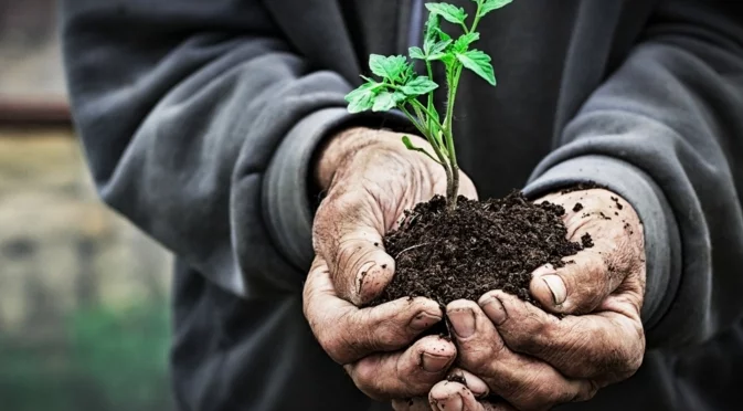 Лунен сеитбен календар за януари 2026: Кога е най-добре да засадите разсад?