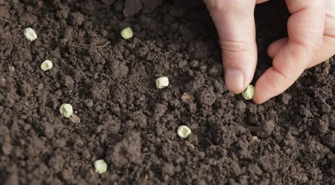 5 зеленчуци, които можете да засадите през януари, според експерти по градинарство