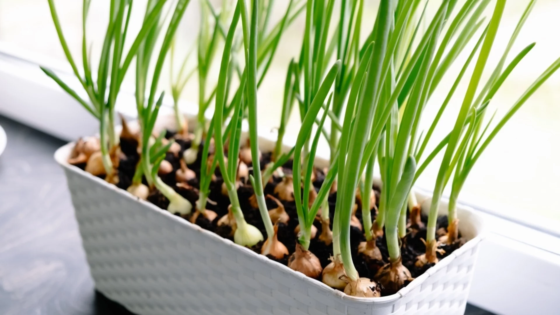 Как да отглеждате зелен лук на закрито