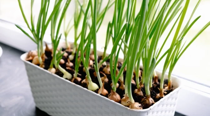 Как да отглеждате зелен лук на закрито