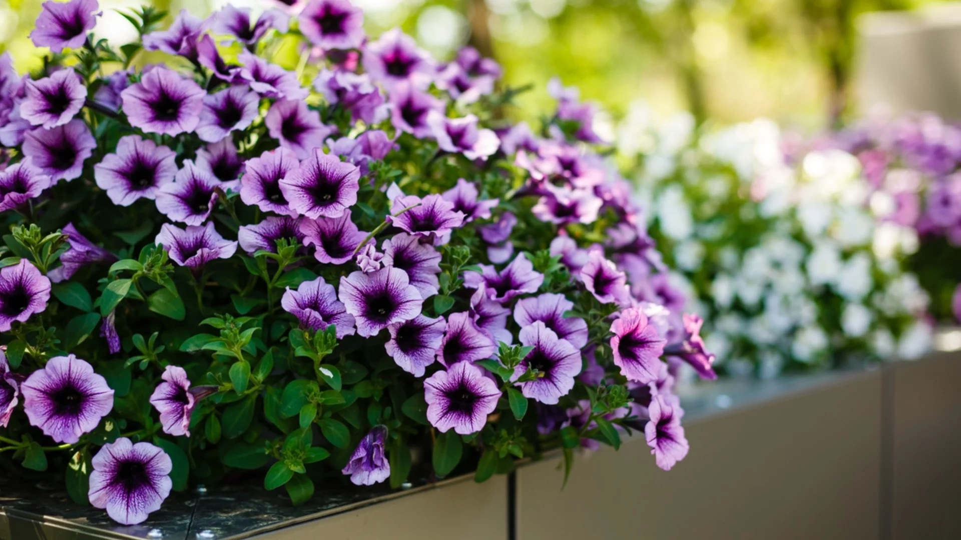 Как да размножим петуния от едно връхно клонче