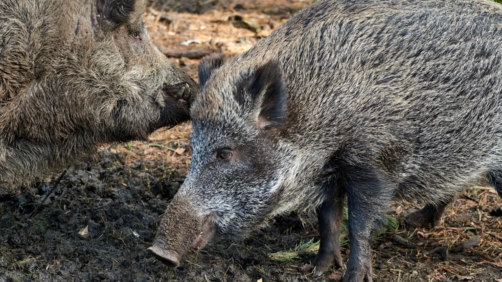 Коледа по македонски: Диви свине се разходиха в Скопие (ВИДЕО)
