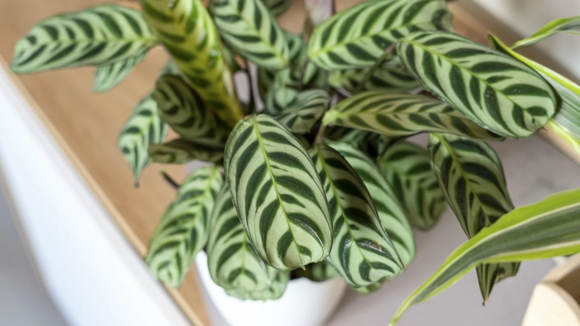 Защо вкореняването на калатеята често се проваля