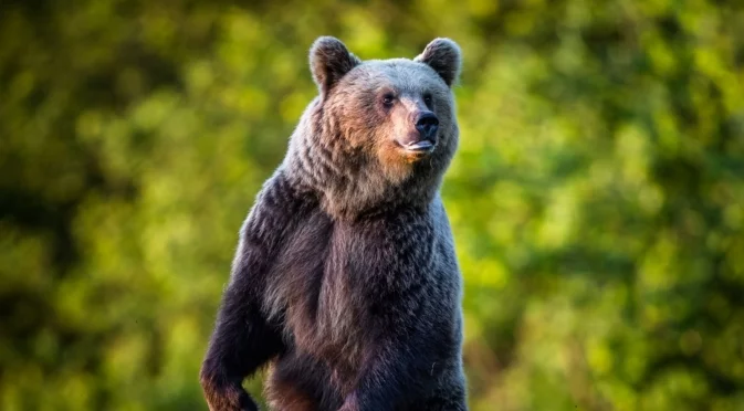 Защо мечките не губят мускулна маса по време на зимния си сън
