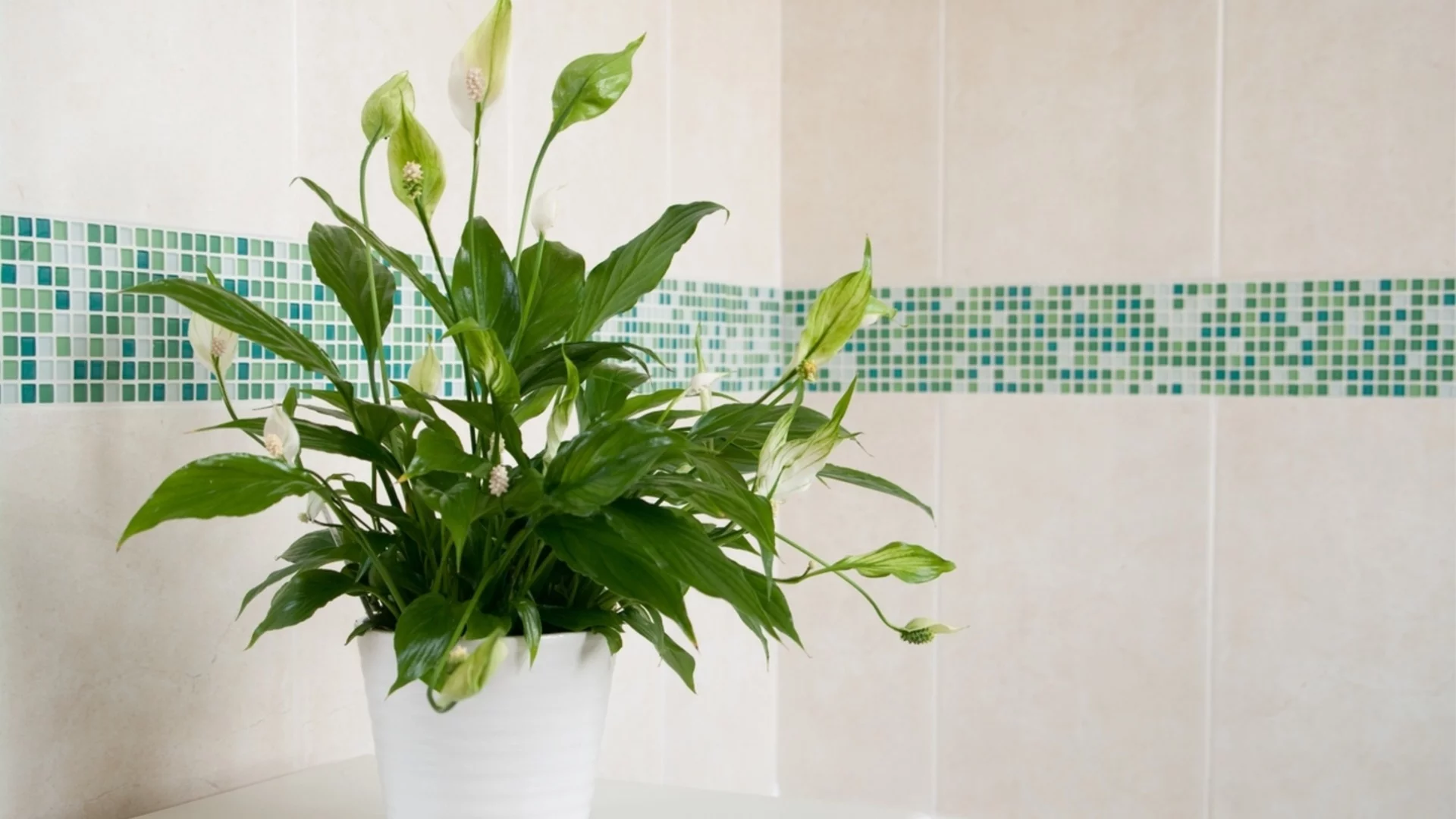 Как да отглеждате мирна лилия, така че да процъфтява години наред