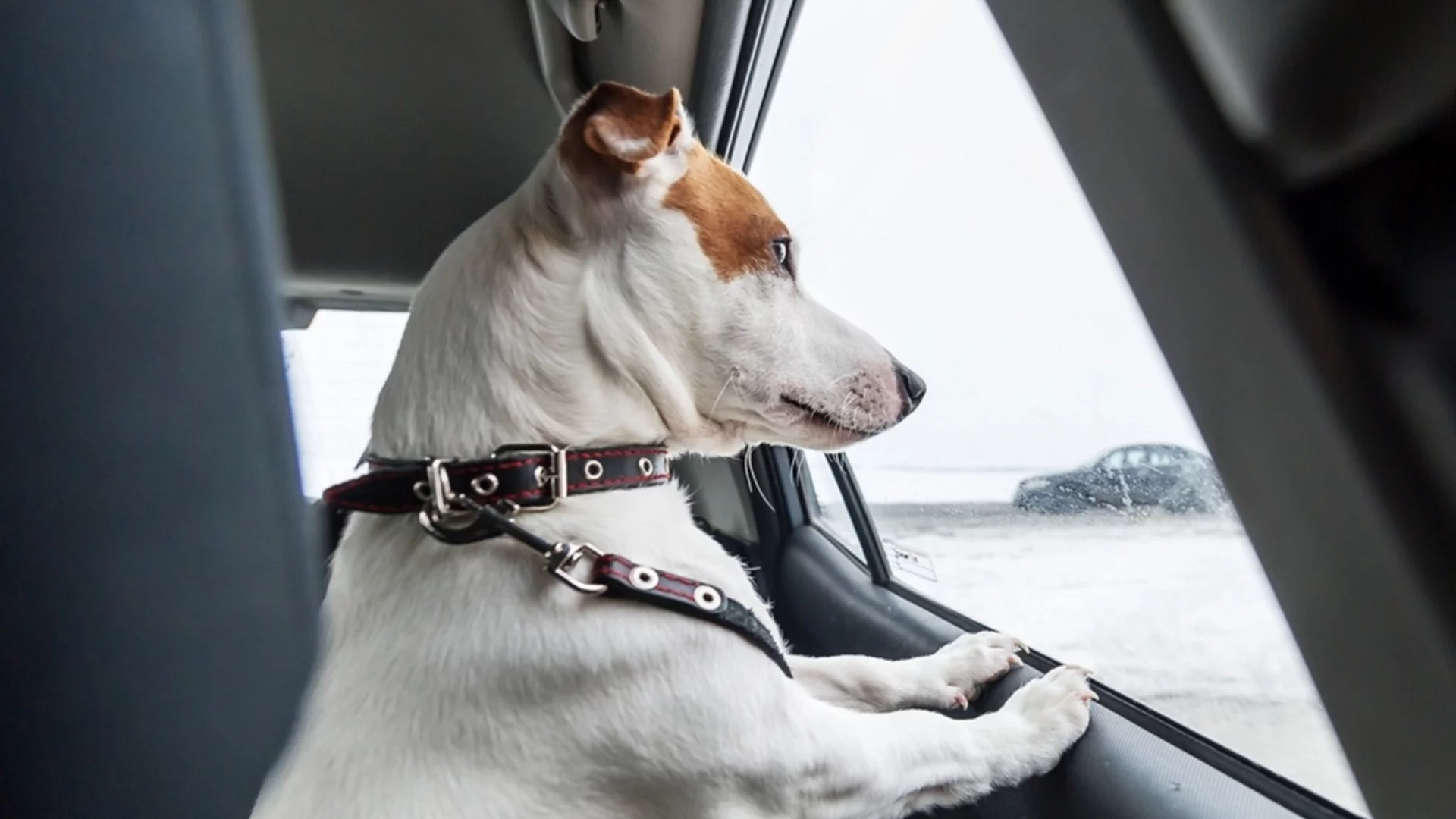 Зимата е също толкова опасна за домашните любимци в колата, колкото летните жеги