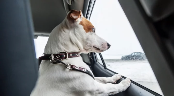 Зимата е също толкова опасна за домашните любимци в колата, колкото летните жеги