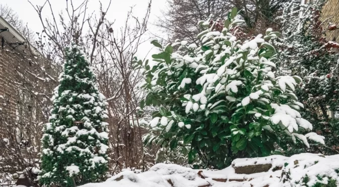 Какво трябва да направите в градината още през януари, ако искате богата реколта