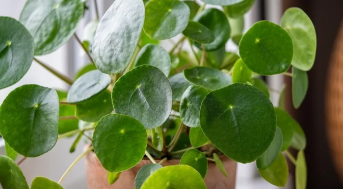 Как да подрежете парично дърво за здрав и силен растеж