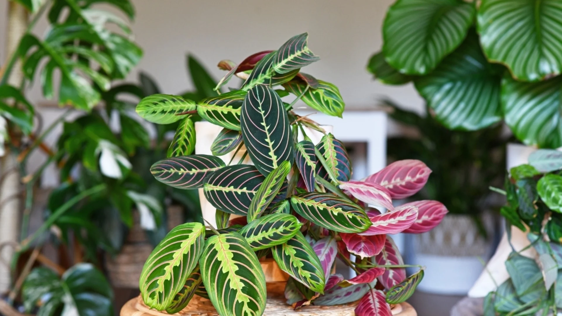 Зимни болести по стайните растения - как да ги разпознаете, преди да е станало късно