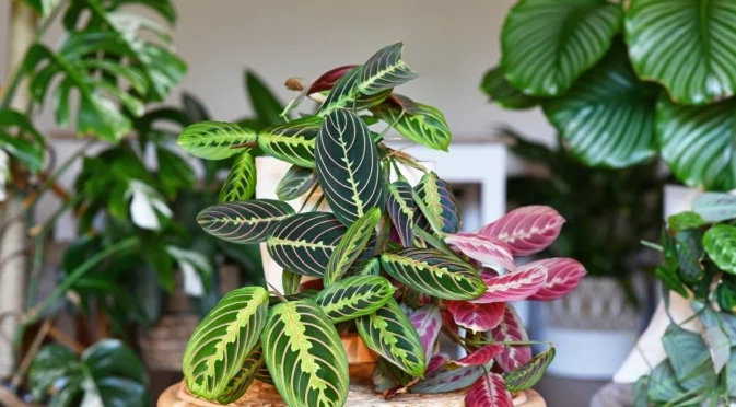 Зимни болести по стайните растения - как да ги разпознаете, преди да е станало късно