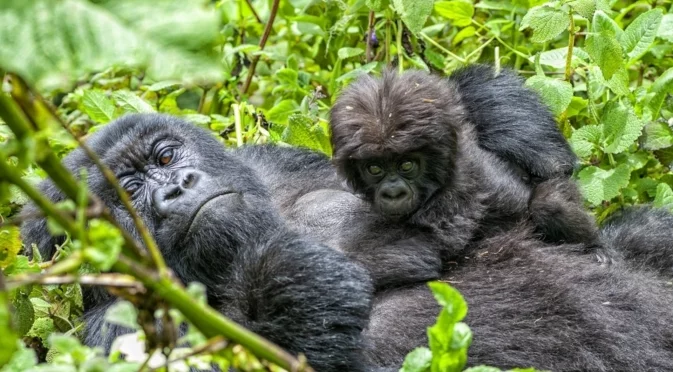 Надежда за застрашен вид: Рядко раждане на близнаци при планински горили (ВИДЕО)