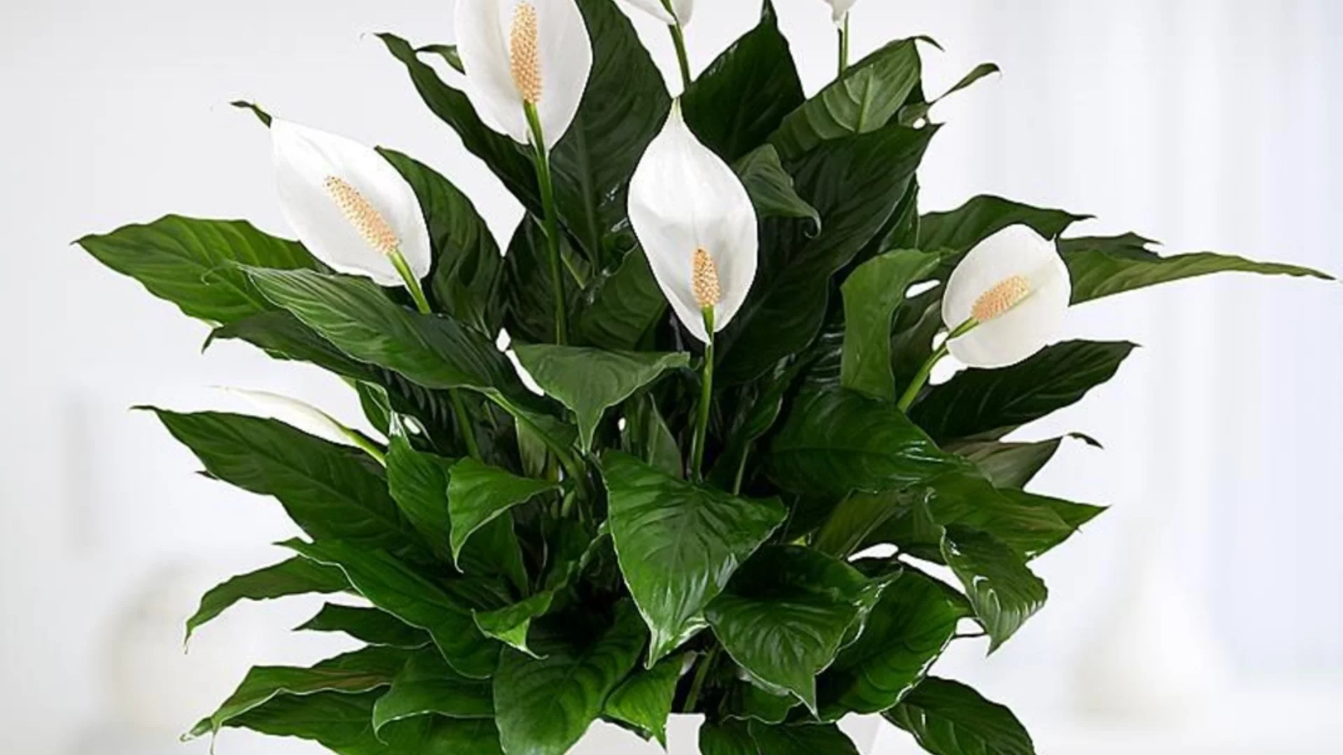 Само така е правилно да размножите мирна лилия