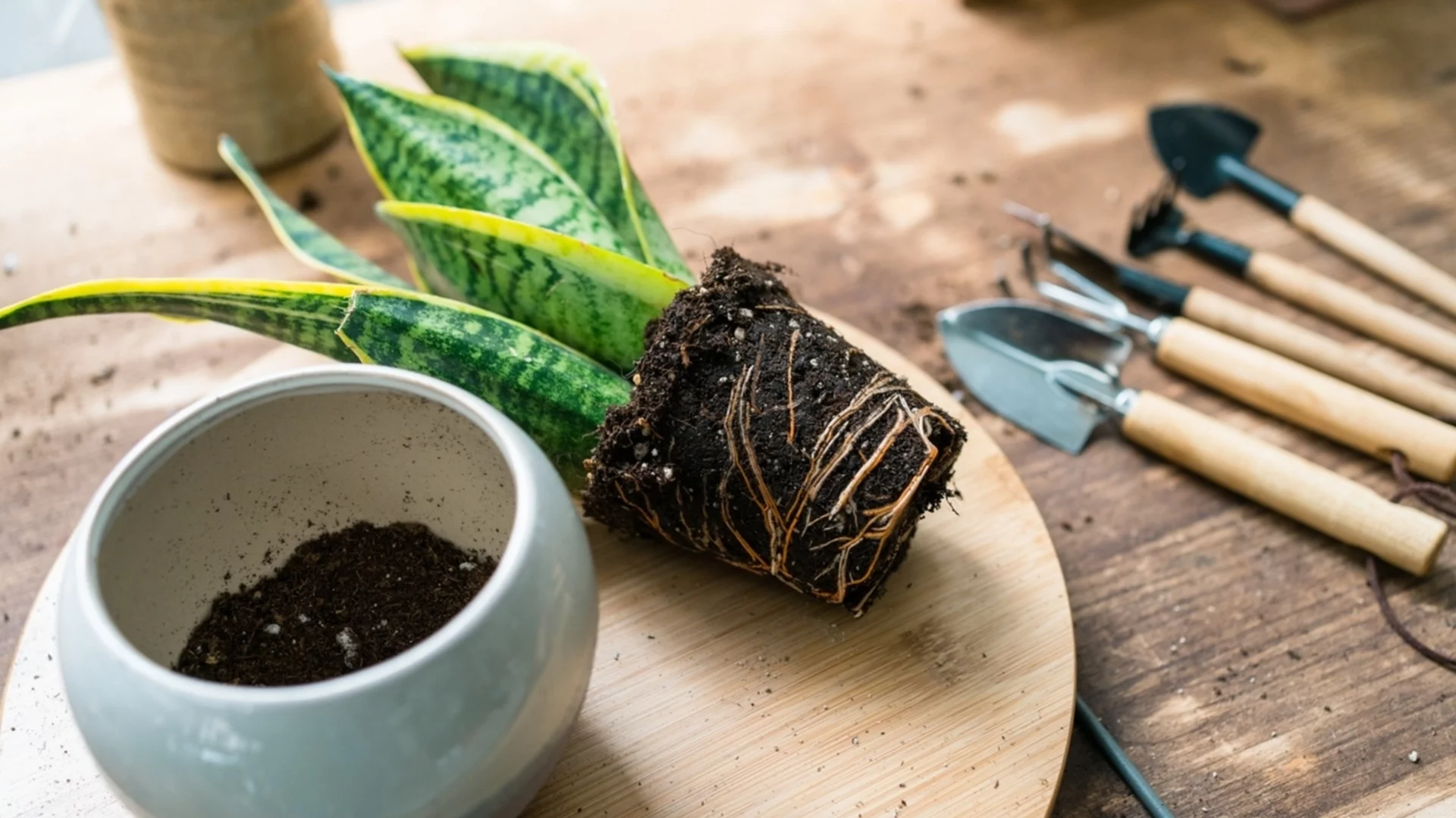 Как да пресадите змийско растение