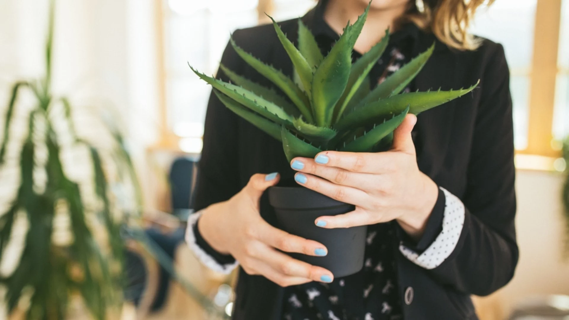 Защо растението ви алое вера умира