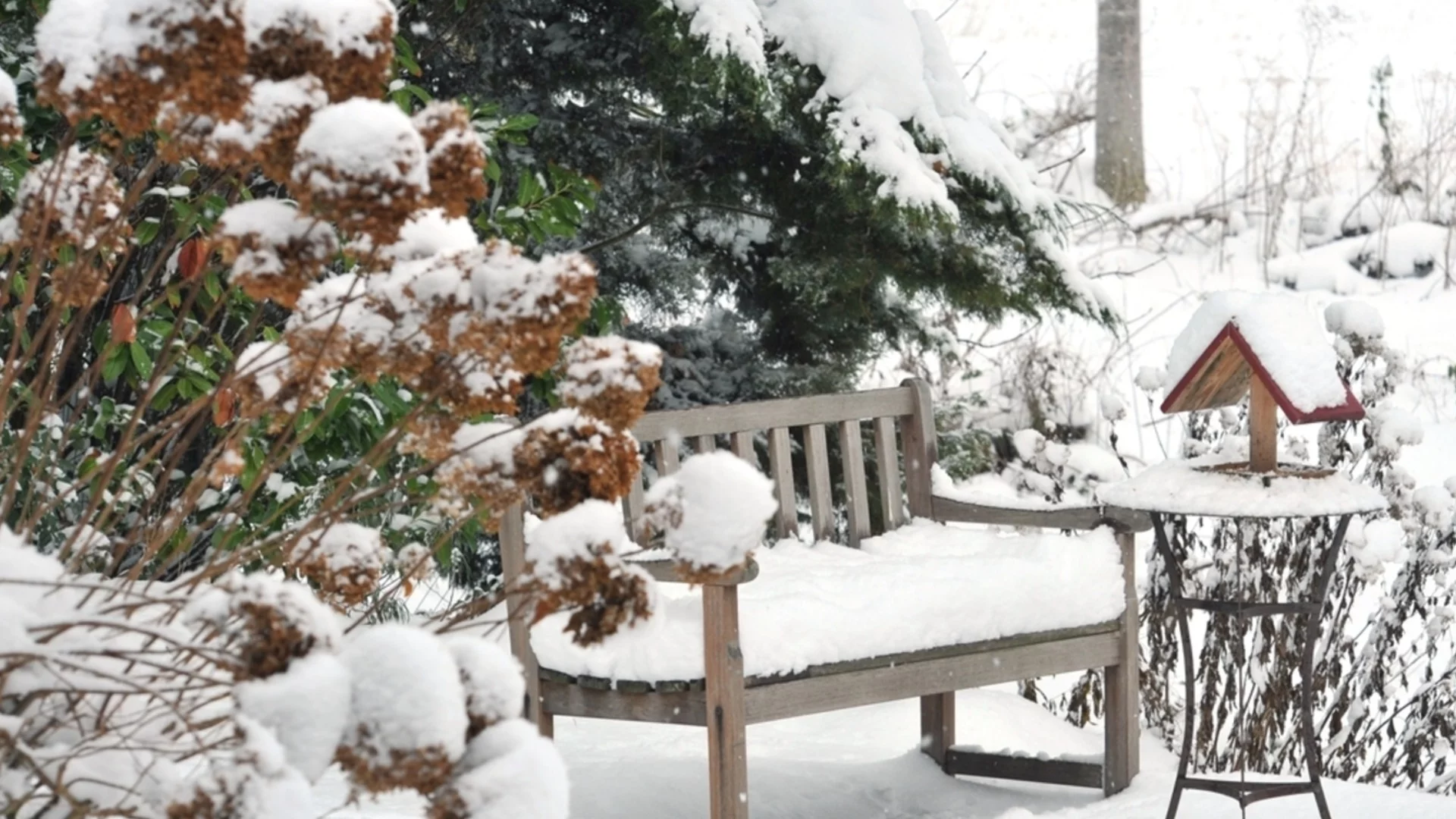 Направете това с хортензиите сега, за да поддържате хортензиите здрави и готови за цъфтеж през пролетта  