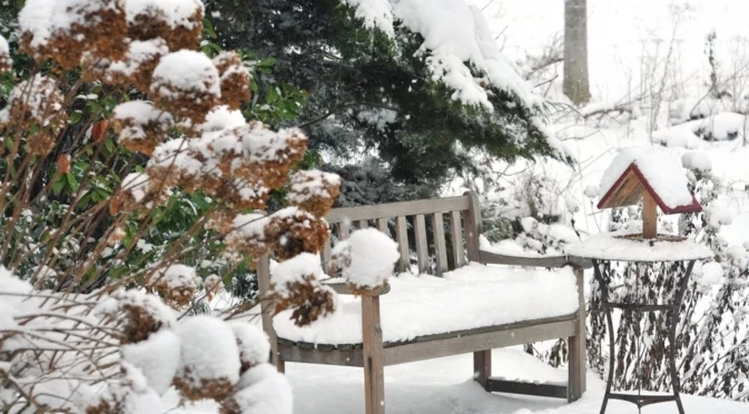 Направете това с хортензиите сега, за да ги поддържате здрави и готови за цъфтеж през пролетта  