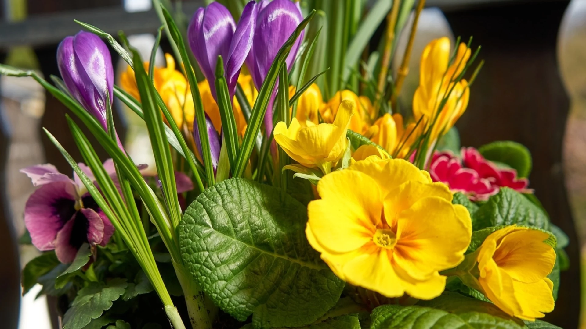 Иглика или теменужка: Разлики, които трябва да знаете за тези две любими цветя  