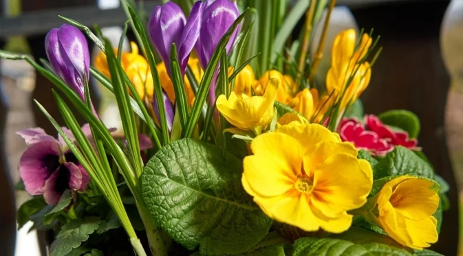 Иглика или теменужка: Разлики, които трябва да знаете за тези две любими цветя  