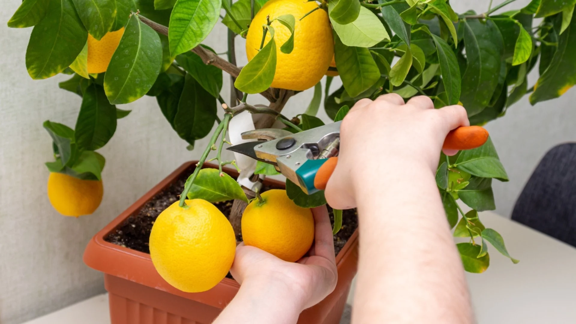 Как да отгледате лимоново дърво от семка