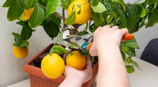 Как да отгледате лимоново дърво от семка