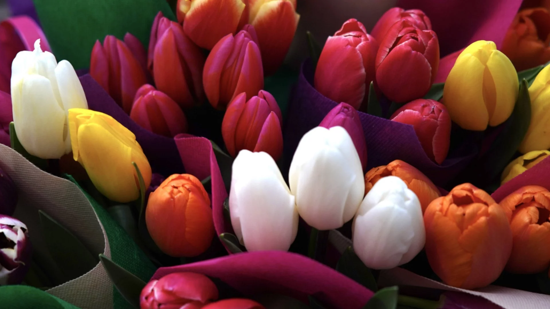 Как правилно да се грижите за лалетата, за да разцъфнат до 8 март