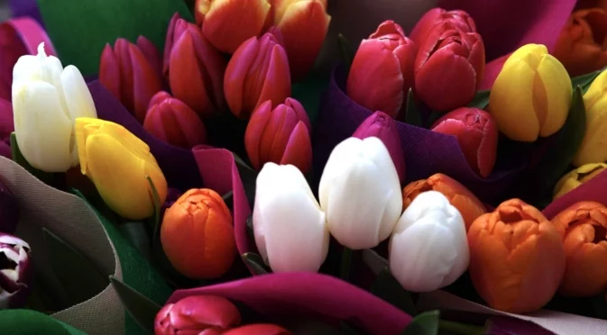 Как правилно да се грижите за лалетата, за да разцъфнат до 8 март