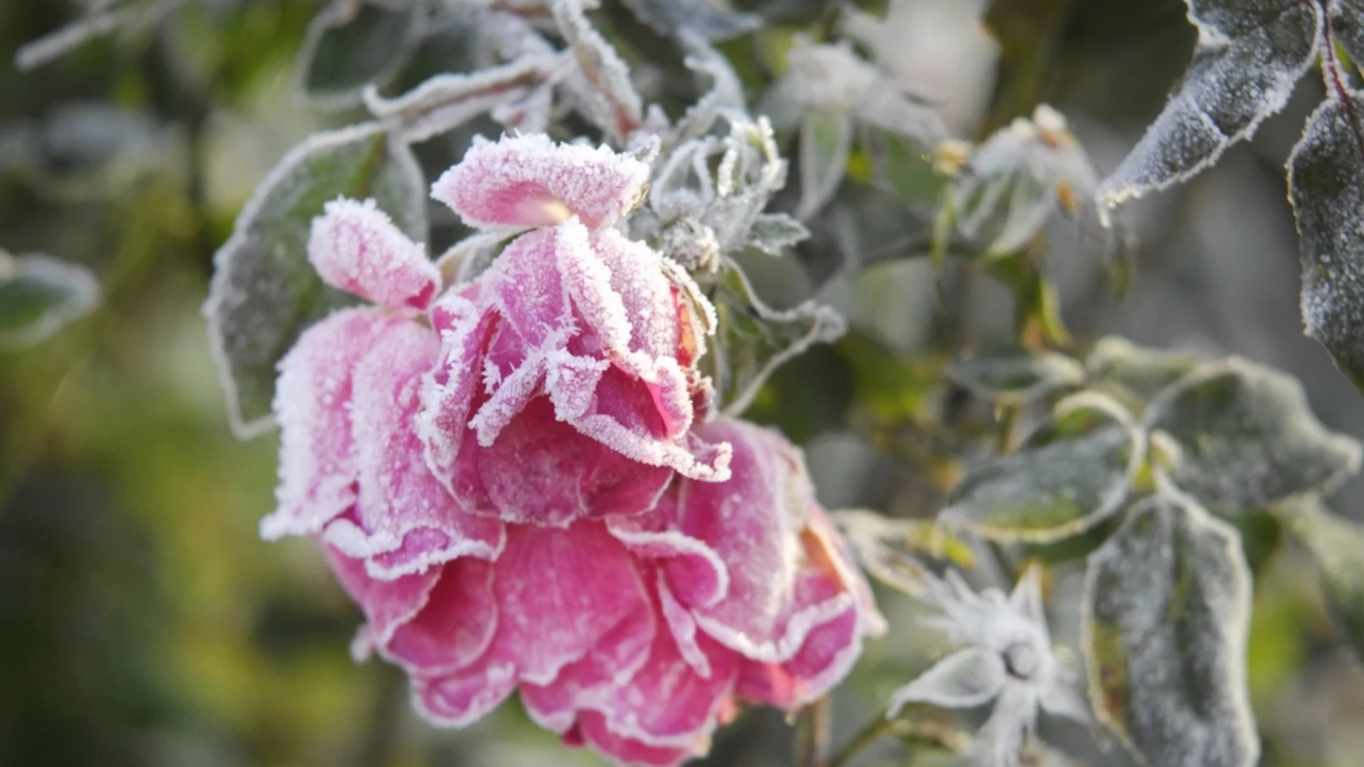 Кога е правилното време да премахнете цветовете на цъфтящите растения?